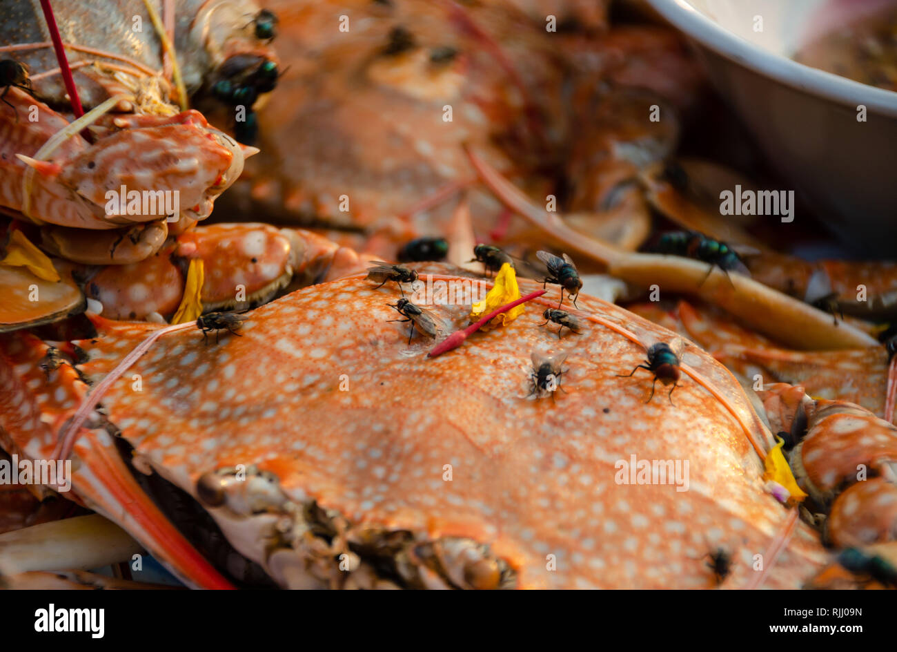 fly on food carrier food poinsoning and disease Stock Photo Alamy