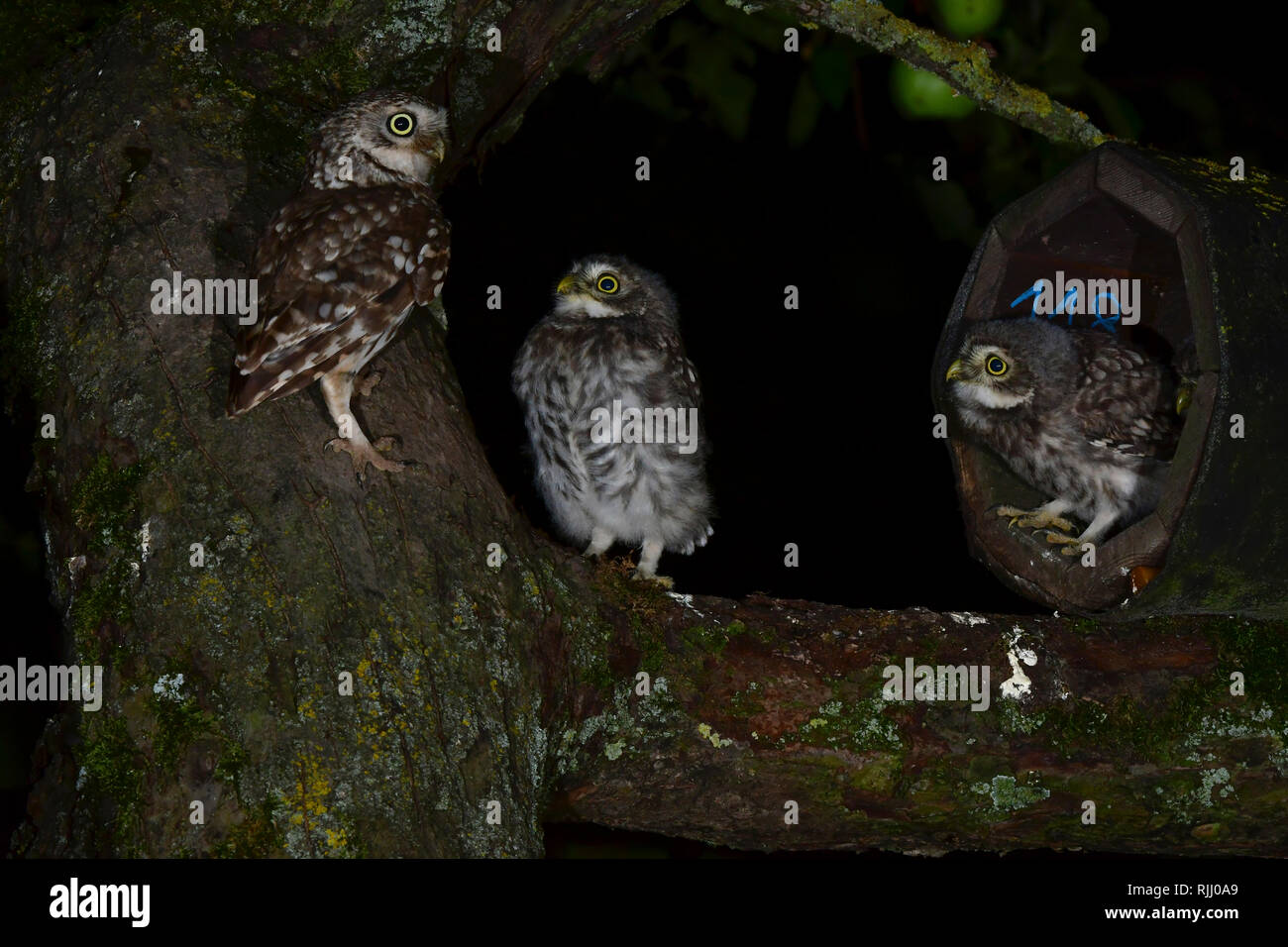 Little Owl (Athene noctua). Parent with two young at the entrance of a nestbox. Stock Photo
