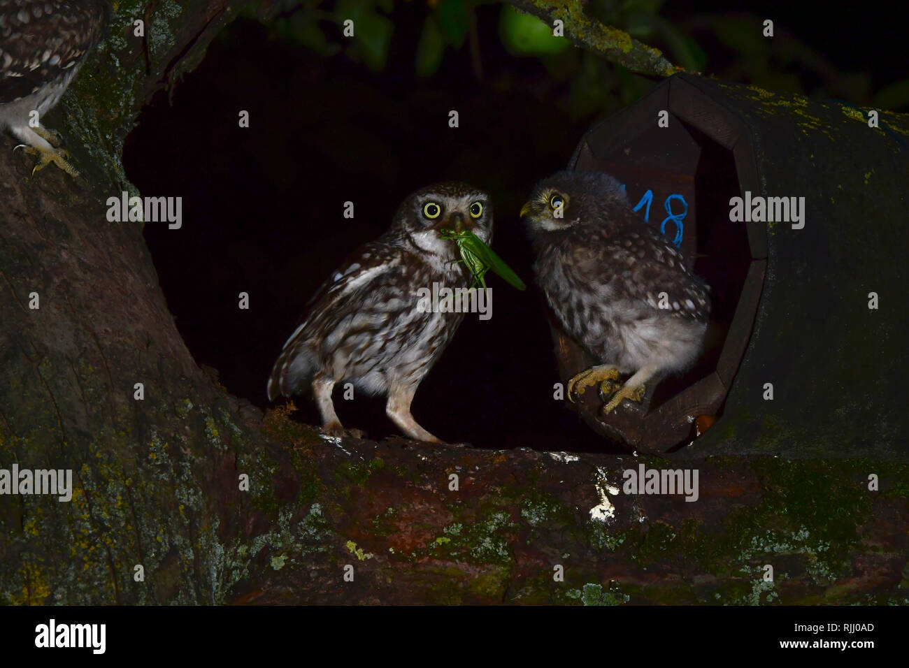 Little Owl (Athene noctua). Parent with prey (Great Green Bushcricket) at the entrance of a nestbox. A juvenile is waiting for the food. Germany Stock Photo