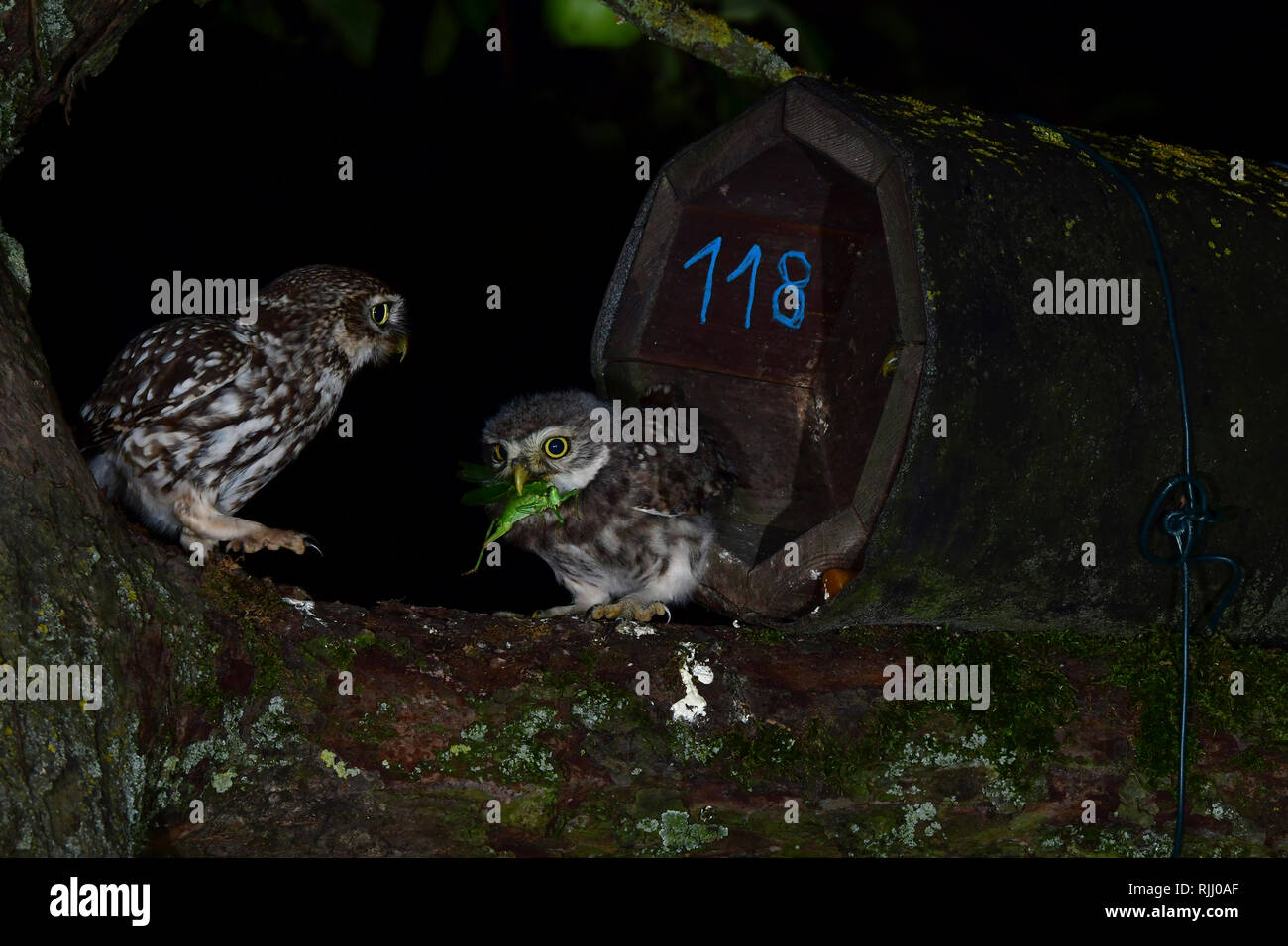Little Owl (Athene noctua). Parent feeding young with Great Green Bushcricket at the entrance of a nestbox. Germany Stock Photo