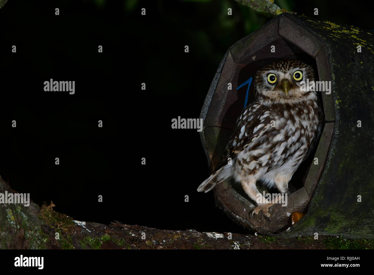 Little Owl (Athene noctua). Parent at the entrance of a nestbox. Before the owl slips into its nest, it checks to see if it can do it safely. Germany Stock Photo