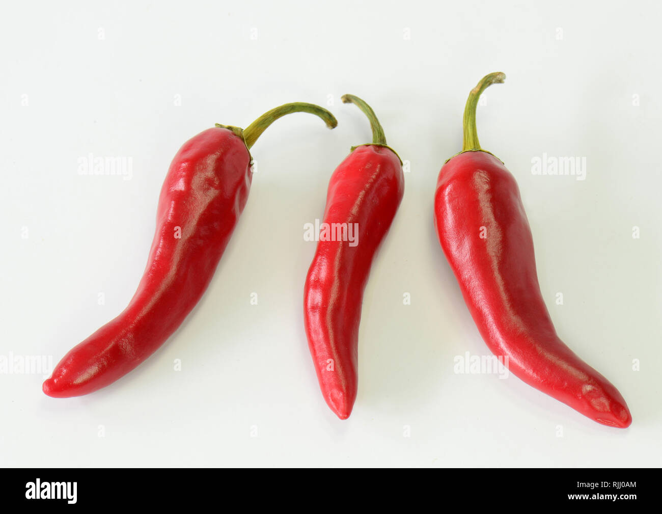 Chili Pepper (Capsicum annuum). Three red ripe fruit. Studio picture against a white background. Germany Stock Photo