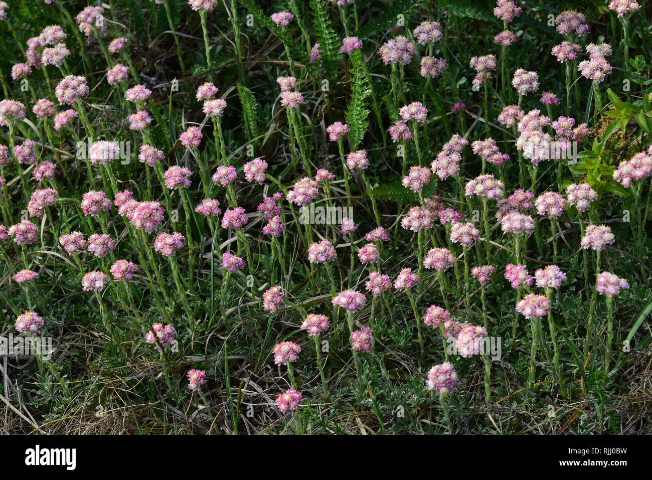 Cats Foot (Antennaria dioica). Flowering plants on a meadow. Germany Stock Photo