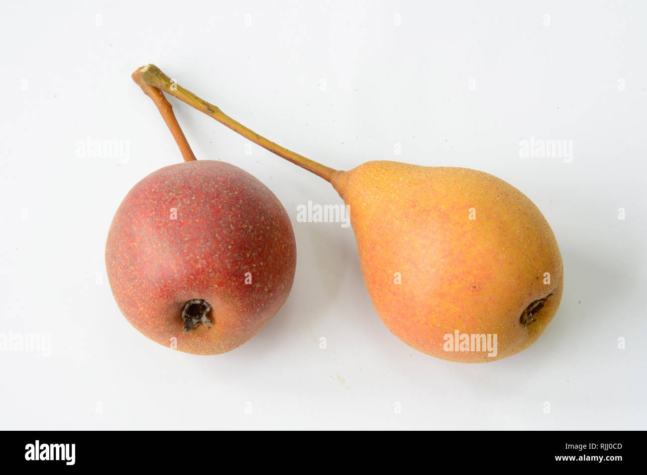 European Wild Pear (Pyrus pyraster).  Two ripe fruit. Studio picture against a white background. Germany Stock Photo