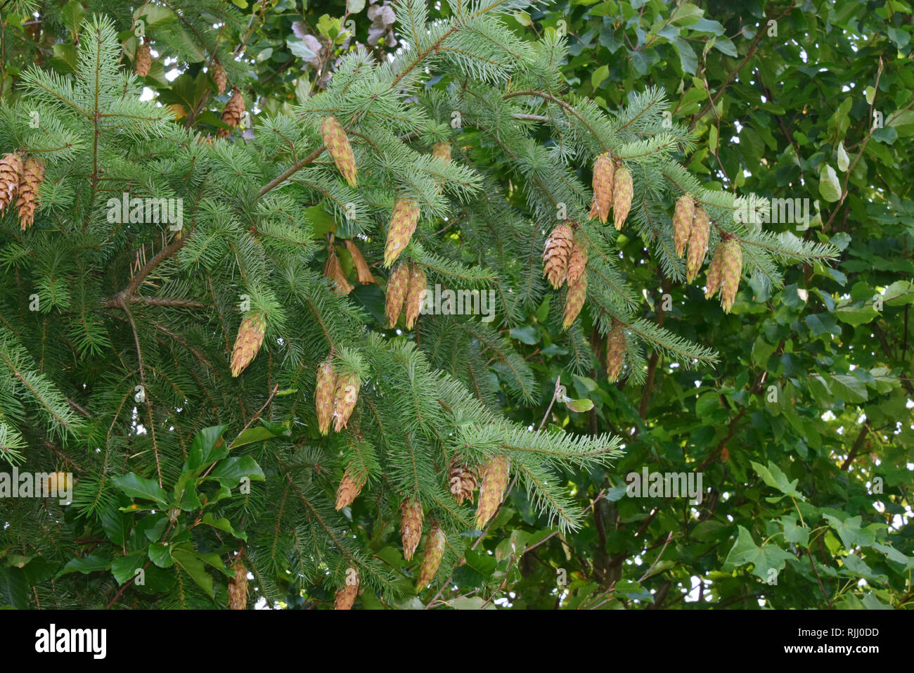 Douglas Fir (Pseudotsuga menziesii). Twigs with cones. Germany Stock Photo