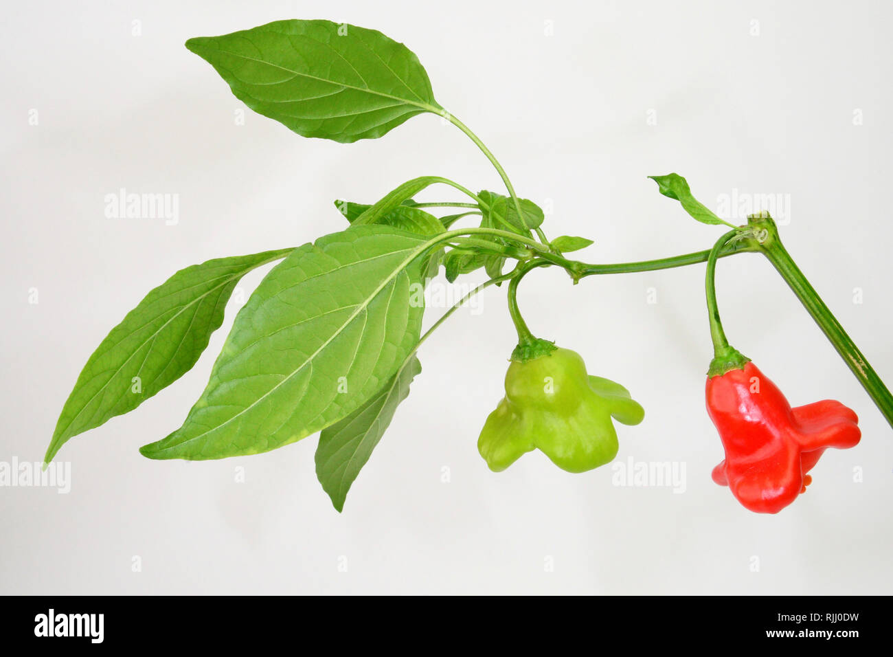 Red Hot Pepper, Chili Pepper, Bishops crown (Capsicum baccatum var.pendulum). Twig with ripe and unripe peppers. Stock Photo