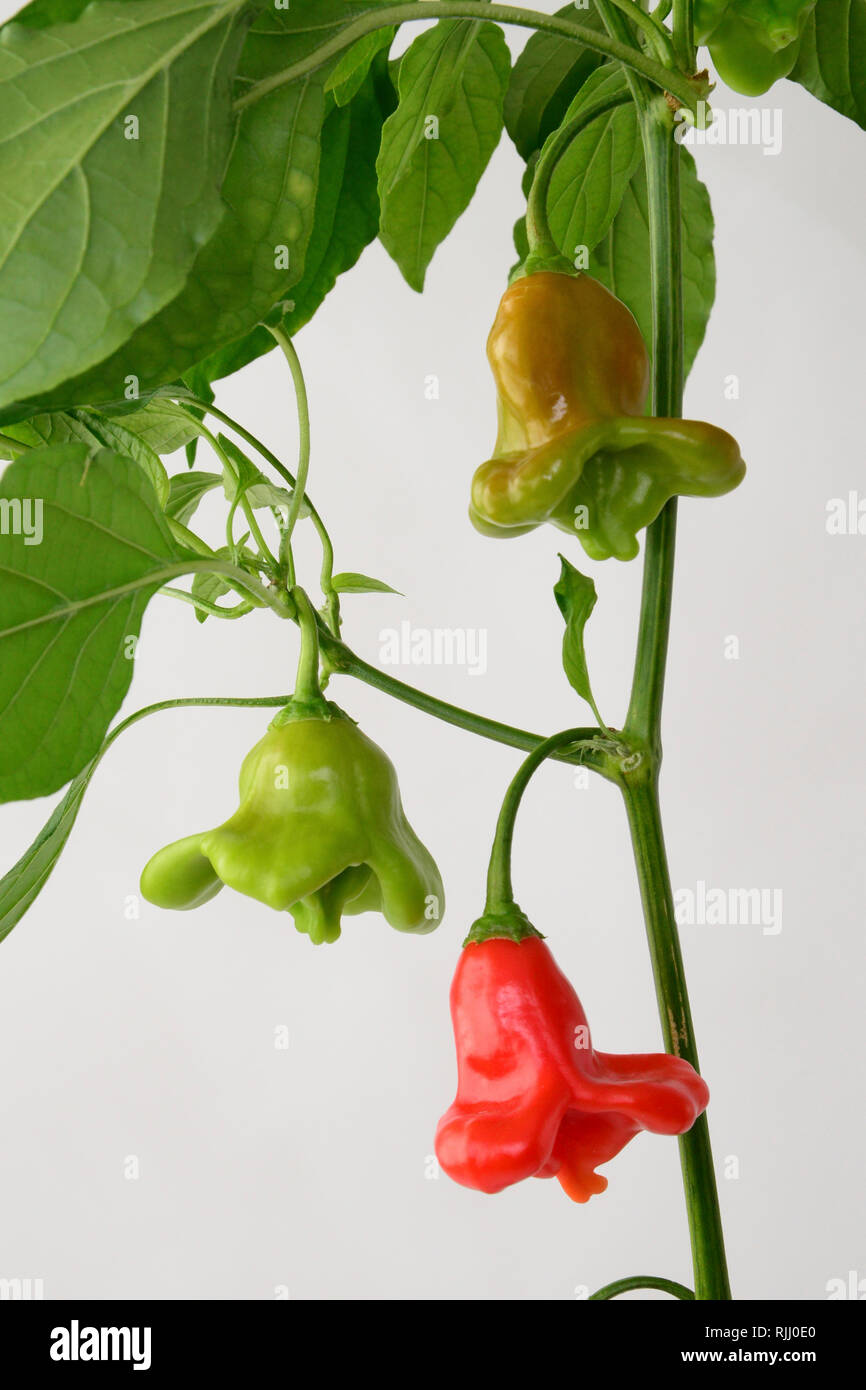 Red Hot Pepper, Chili Pepper, Bishops crown (Capsicum baccatum var.pendulum). Twig with ripe and unripe peppers. Stock Photo