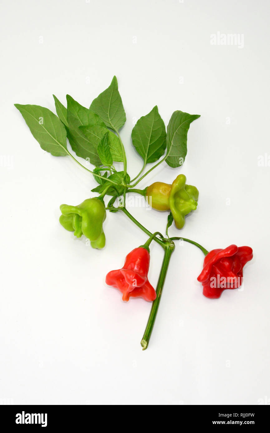 Red Hot Pepper, Chili Pepper, Bishops crown (Capsicum baccatum var.pendulum). Twig with ripe and unripe peppers. Stock Photo