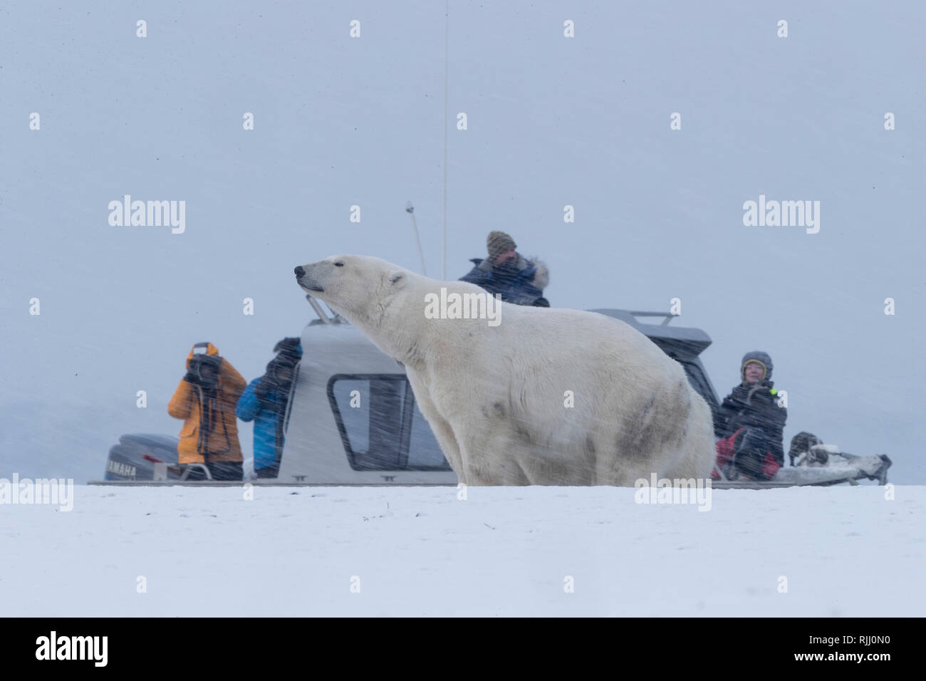 Polar Bear (Ursus maritimus, Thalarctos maritimus). Photographers taking pictures of a bear. Kaktovik, Alaska. Stock Photo
