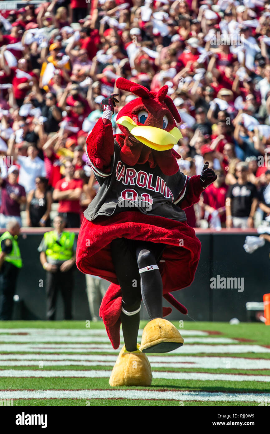 University of South Carolina mascot, Cocky, at football game at Williams Brice Stadium. Stock Photo