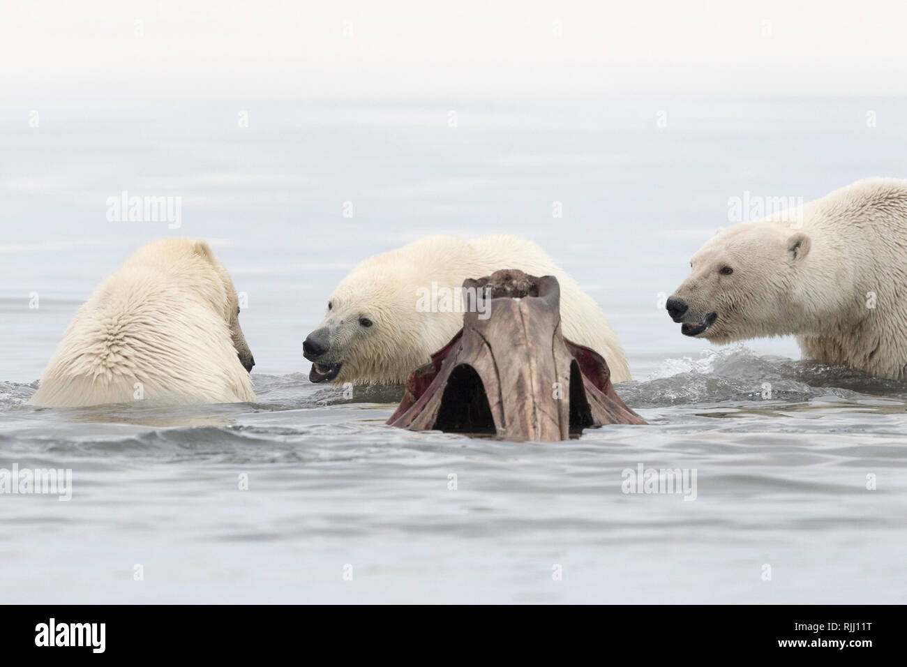Polar Bear (Ursus maritimus, Thalarctos maritimus). Three individuals in water next to bones of Bowhead whales hunt by villagers. Kaktovik, Alaska. Stock Photo