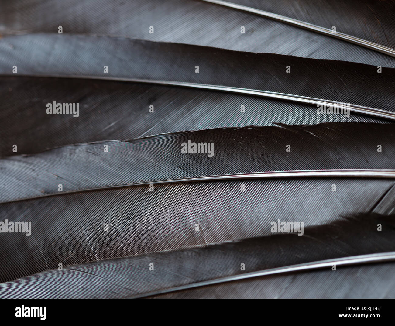 Black raven feathers close up Stock Photo