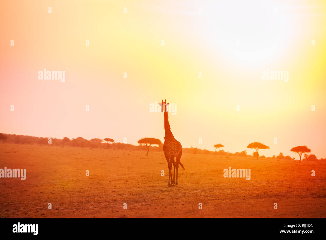 Savannah background hi-res stock photography and images - Alamy