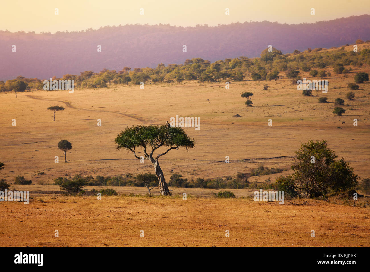 African Grasslands Background