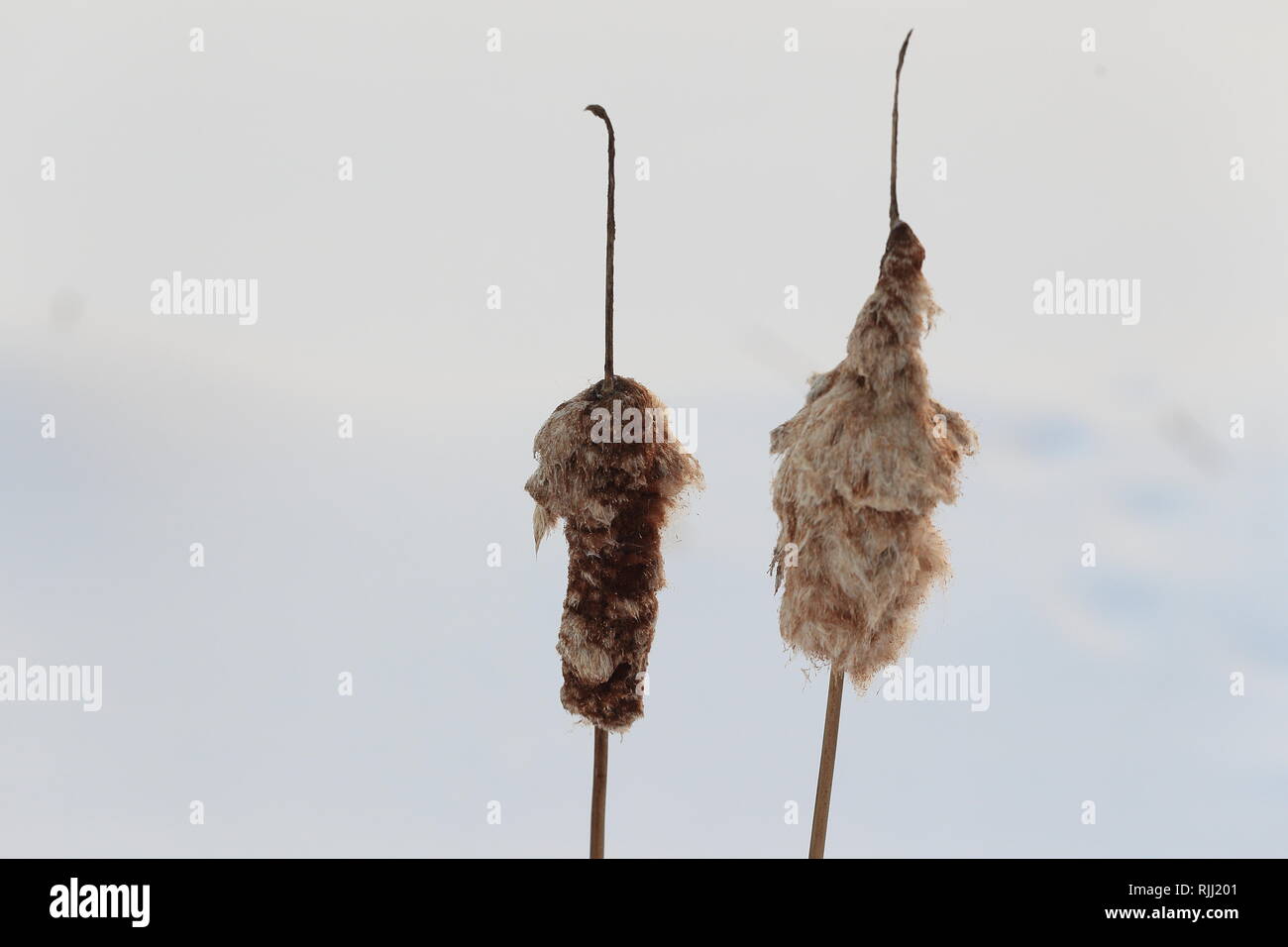 Bulrush Fluff Fluffy bulrushes hi-res stock photography and images - Alamy