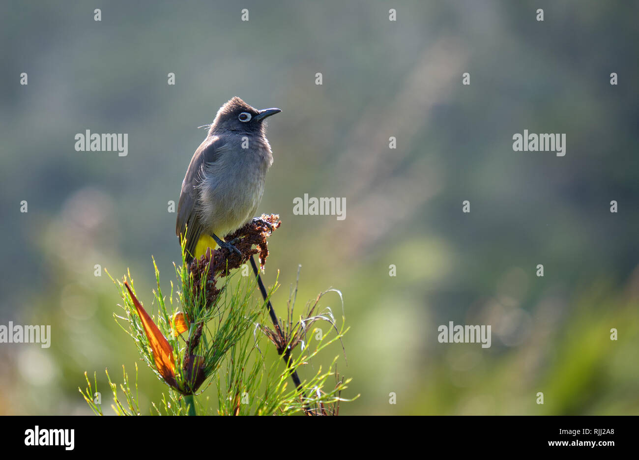 South african Cape Bulbul standing on top of dried bush. Side way view with blurred background Stock Photo