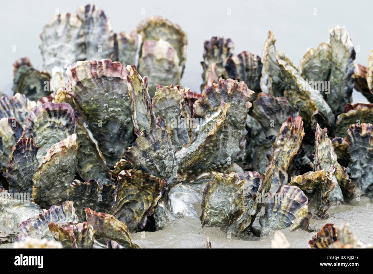 collect wild oyster spat crassotrea gigas collect wild oyster spat crassotrea gigas