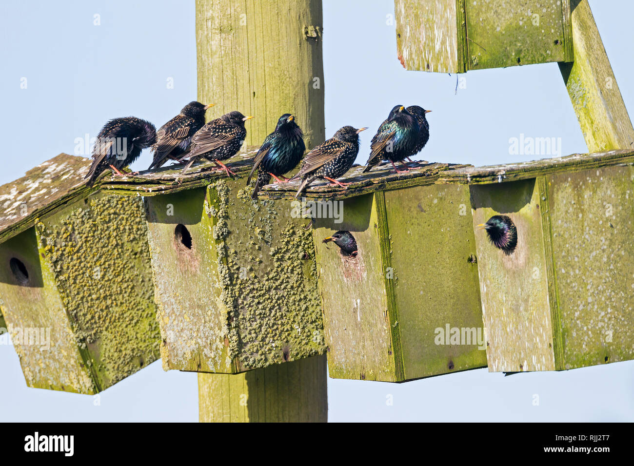 European Starling ( Sturnus vulgaris). Group occupying nesting boxes in spring, Denmark Stock Photo