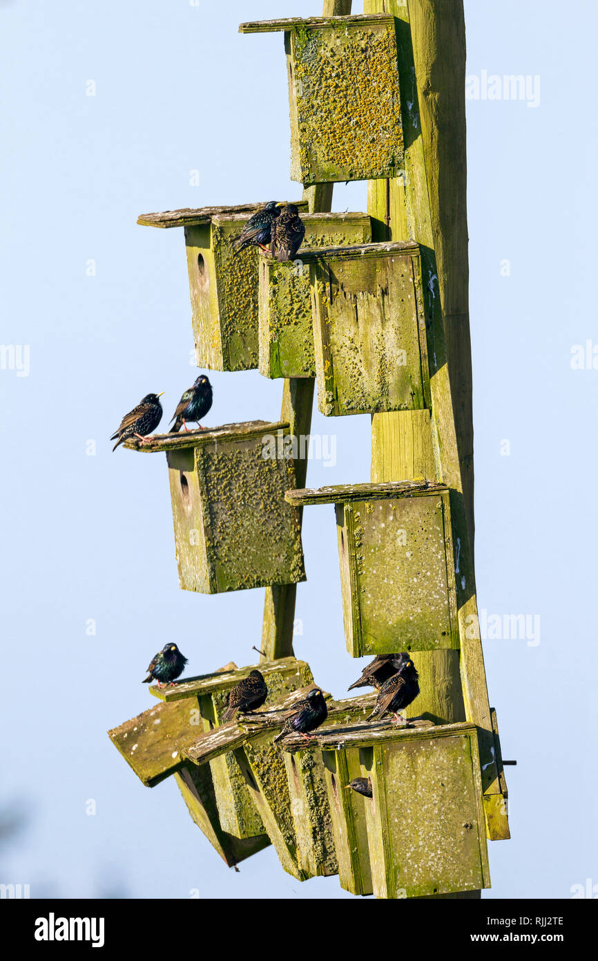 European Starling ( Sturnus vulgaris). Group occupying nesting boxes in spring, Denmark Stock Photo