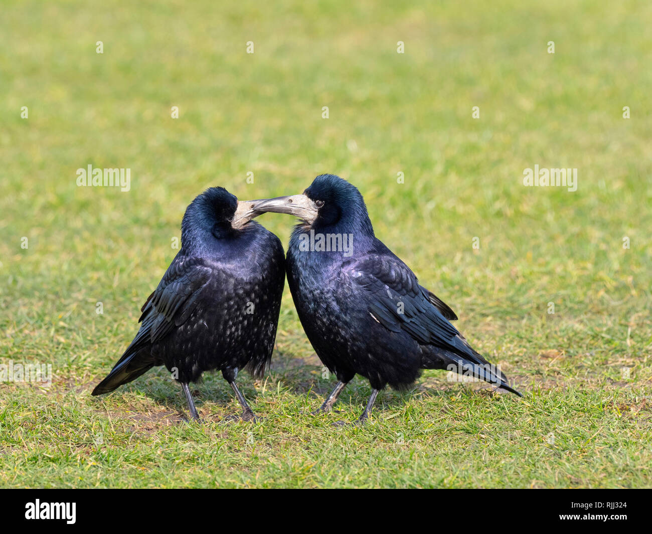 Rookery crow hi-res stock photography and images - Alamy