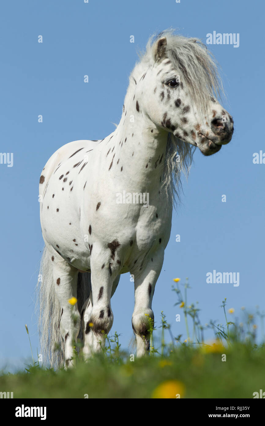 Old Appaloosa horse Stock Photo - Alamy