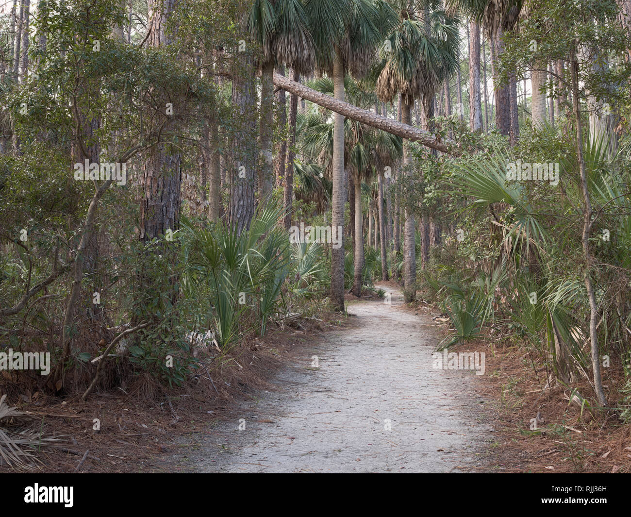 Hunting Island State Park, South Carolina. Scenic Lagoon Access Recreation Trail through maritime forest. Tall trees and palms provide a very scenic r Stock Photo