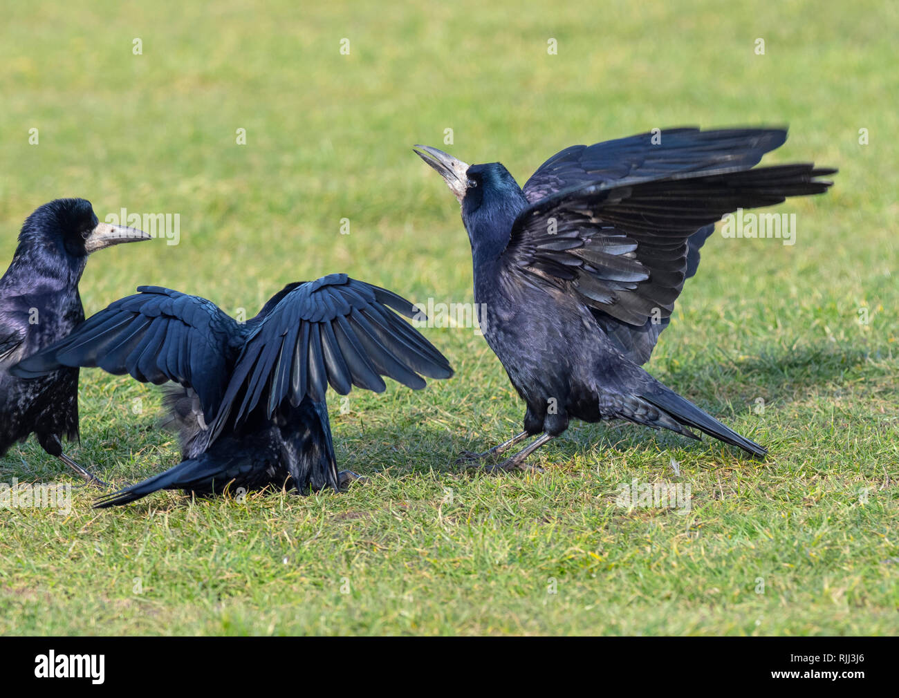 Rooks Corvus frugilegus pairing up in early February east coast Norfolk Stock Photo