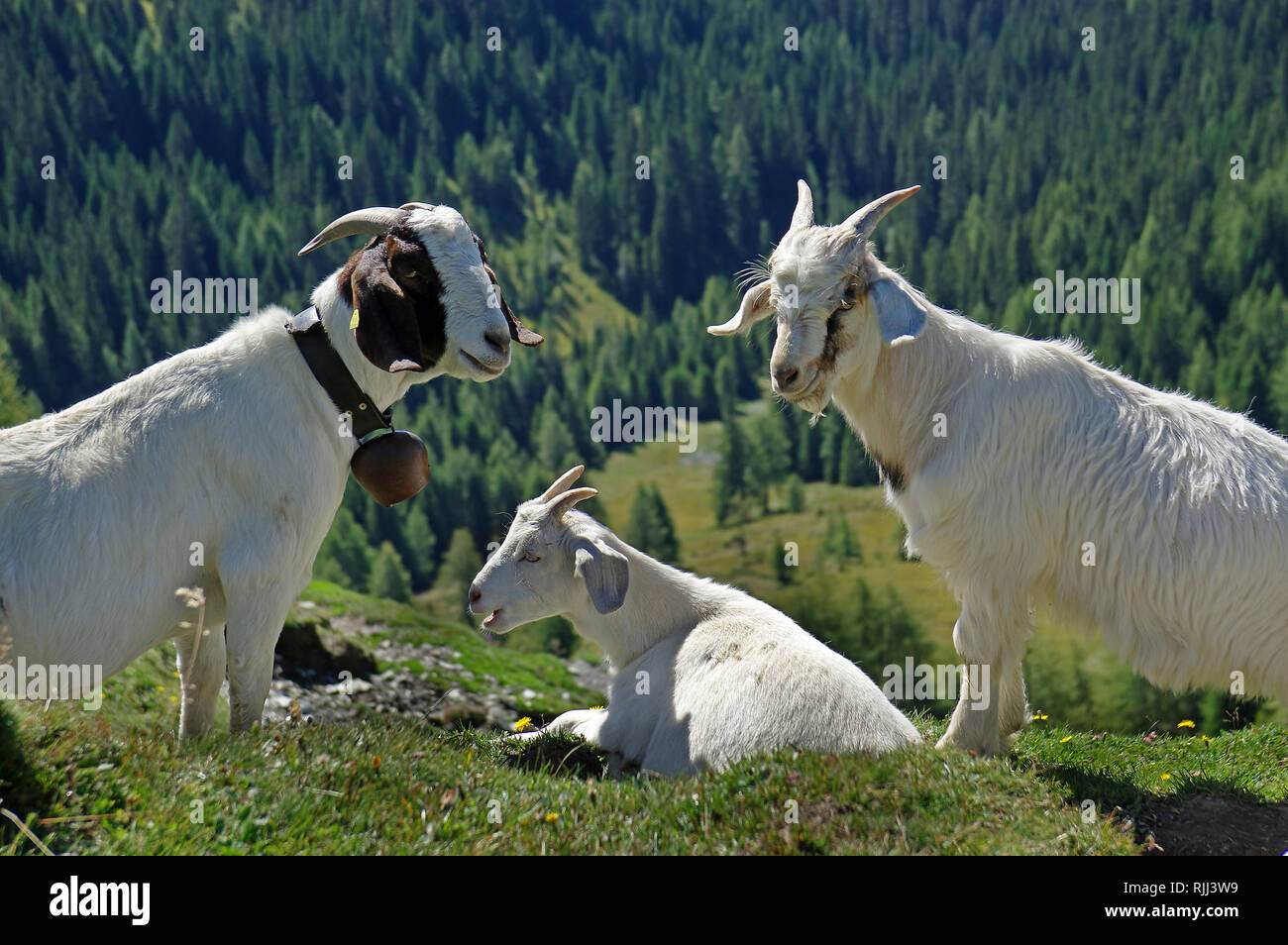 Domestic Goat. Three adults on an alpine meadow, two of them standing to the left and to the right, one lying, symmetry. Dolomites, South Tyrol, Italy Stock Photo