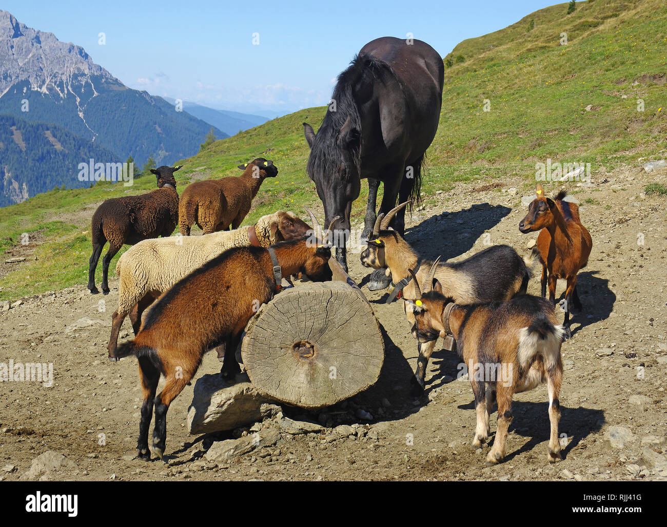 Domestic Horse, sheeps and goats at a salt lick Dolomites, South Tyrol, Italy Stock Photo