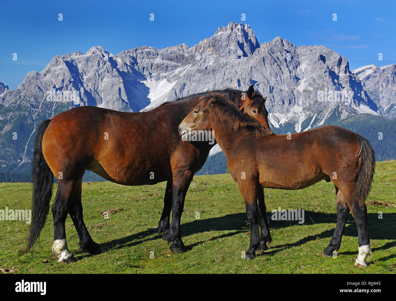 Italian Heavy Draft, Rapid Heavy Draft. Bay mare and colt (5 month old) engaged in social grooming on an alpine meadow. Stock Photo