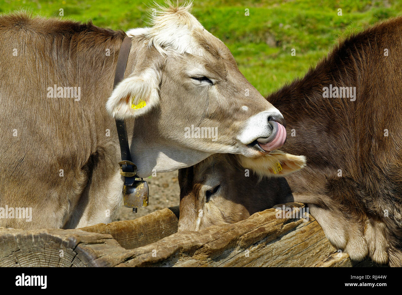 Brown swiss two cows at a salt lick dolomites hires stock photography and images Alamy
