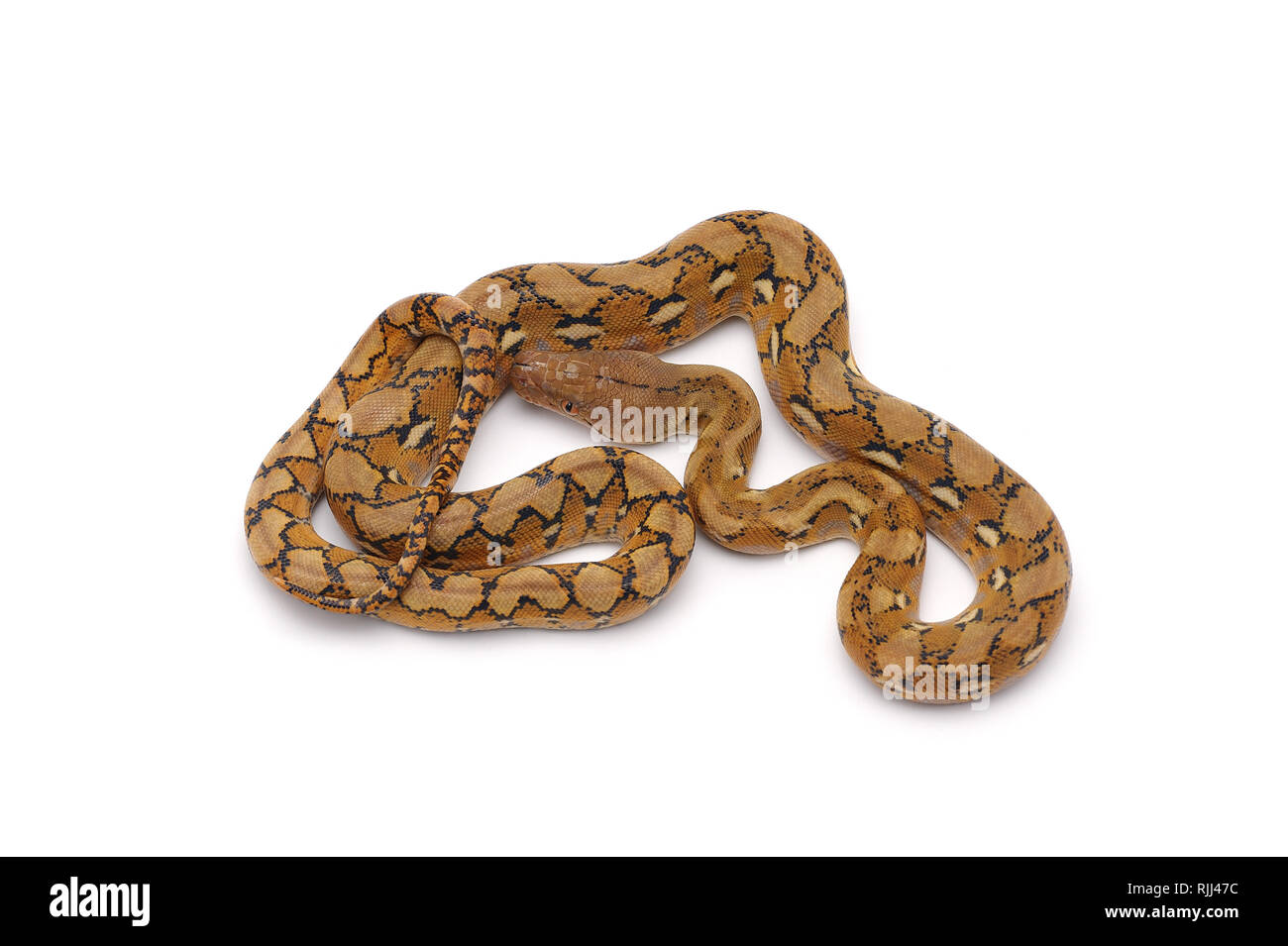 reticulated python isolated on white background Stock Photo