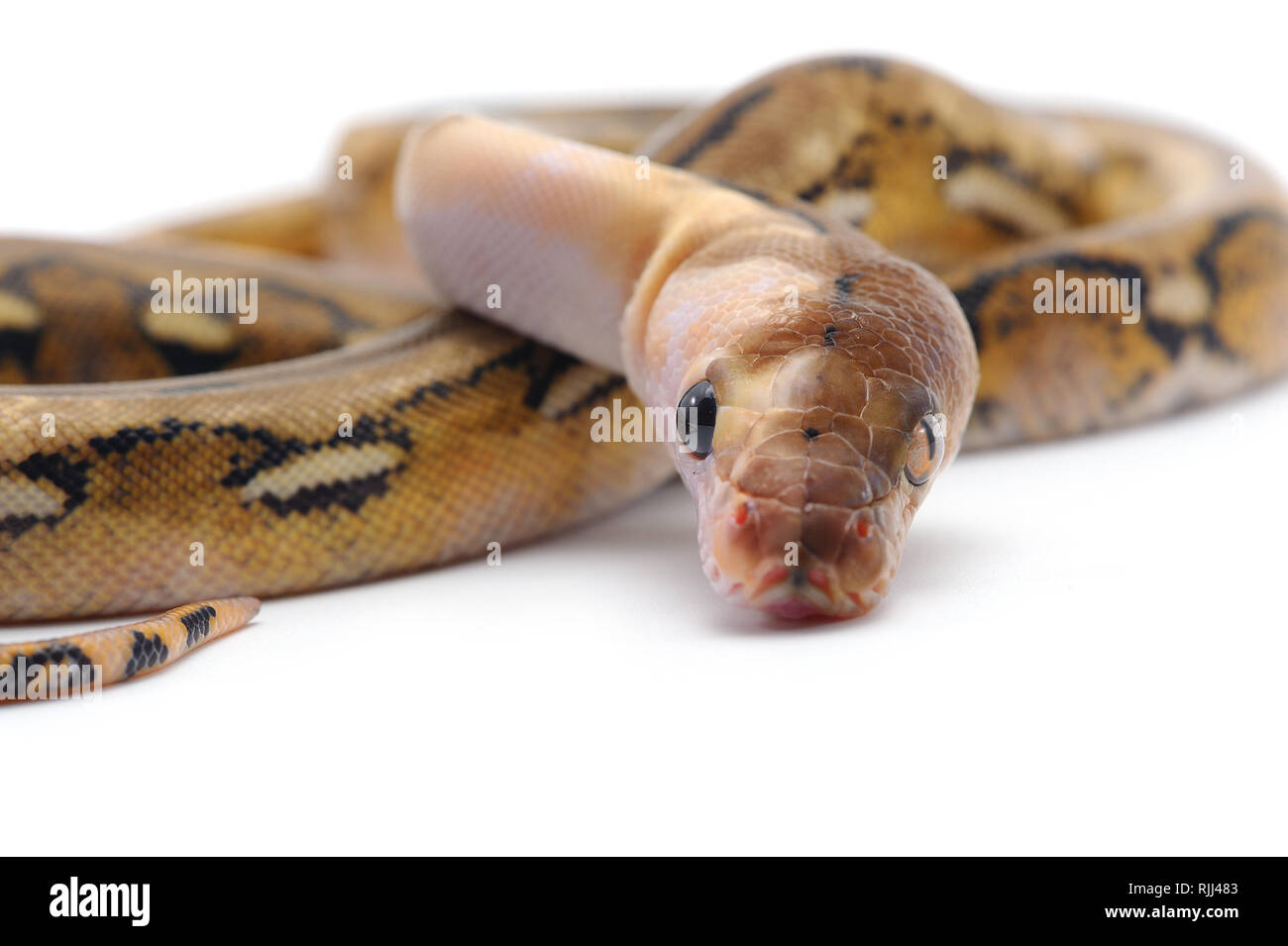 reticulated python isolated on white background Stock Photo - Alamy