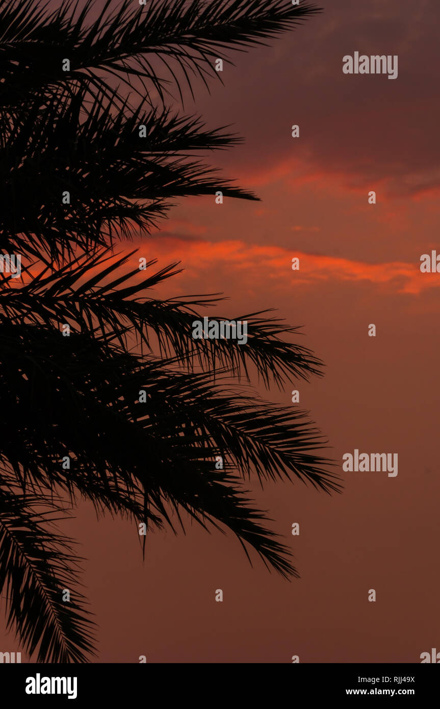 Sunset Tree Silhouette Stock Photo