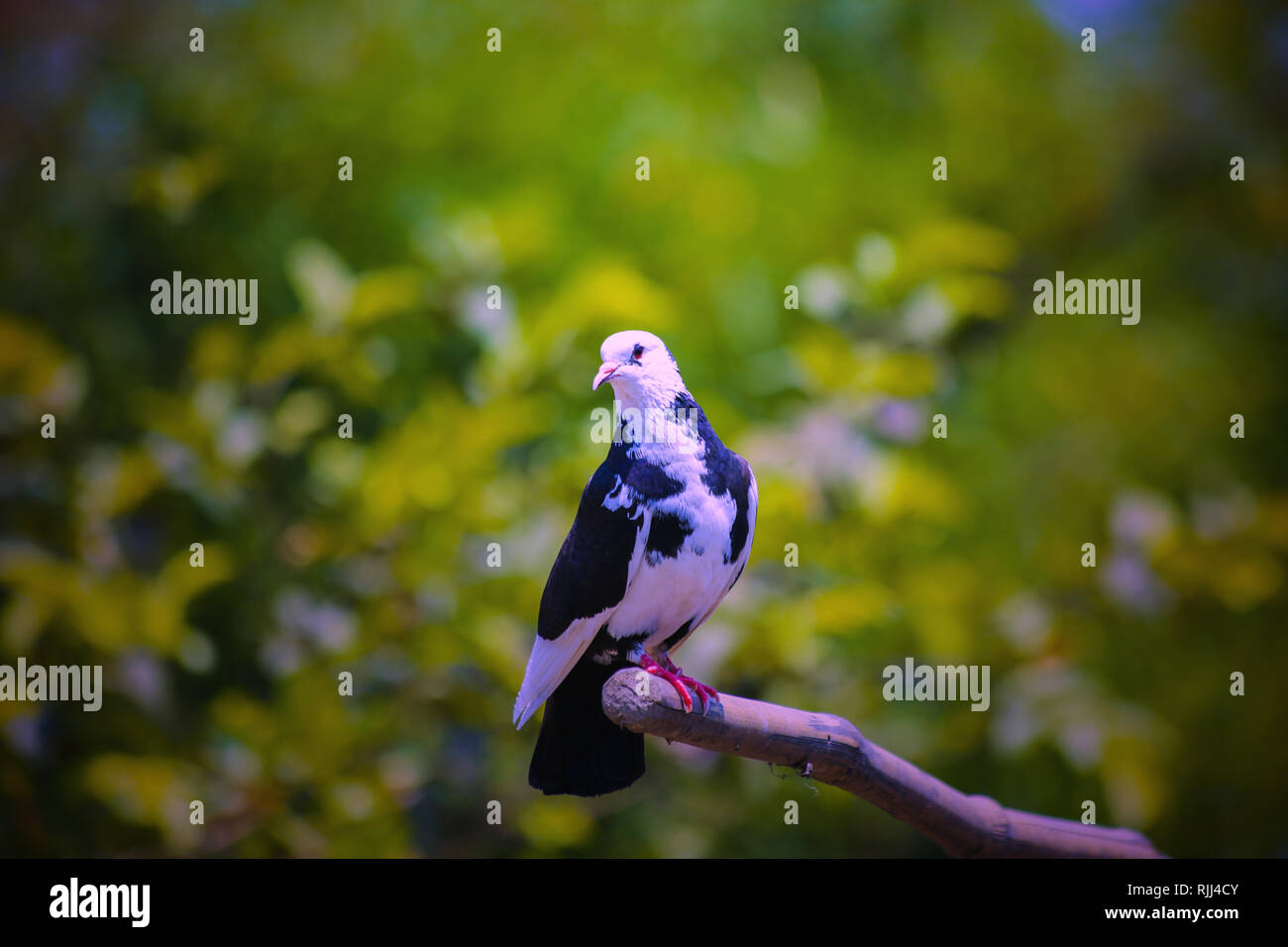 Pigeon for natural hd background picture hi-res stock photography and  images - Alamy