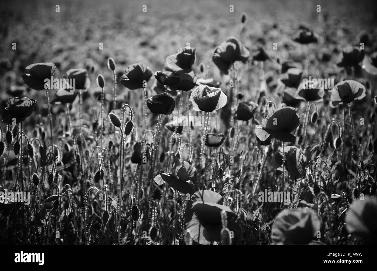Opium flower field Black and White Stock Photos & Images - Alamy