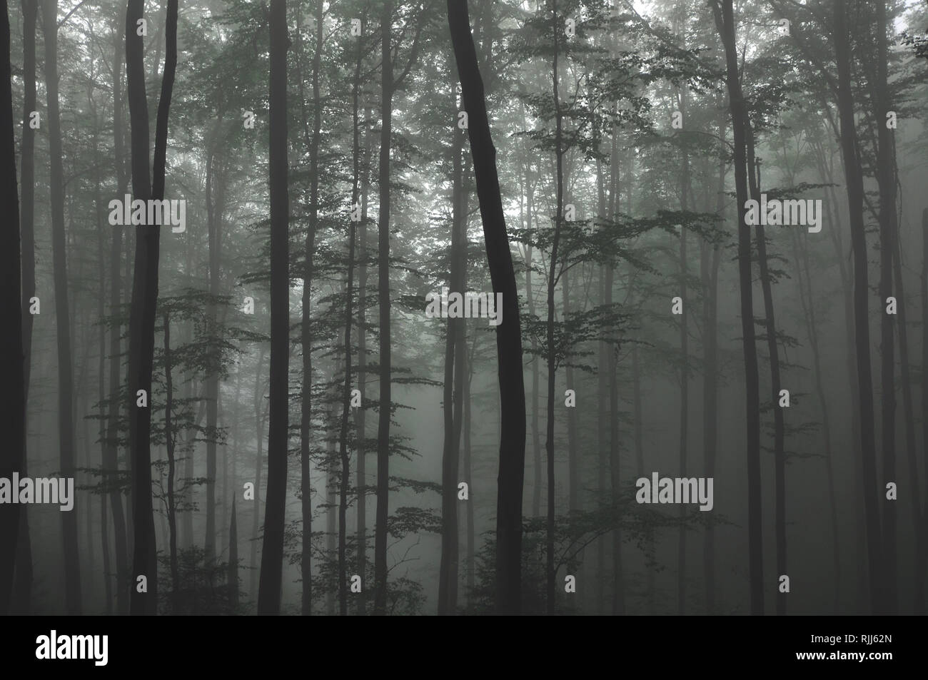 Mysterious dark autumn forest in green fog with road, trees and ...
