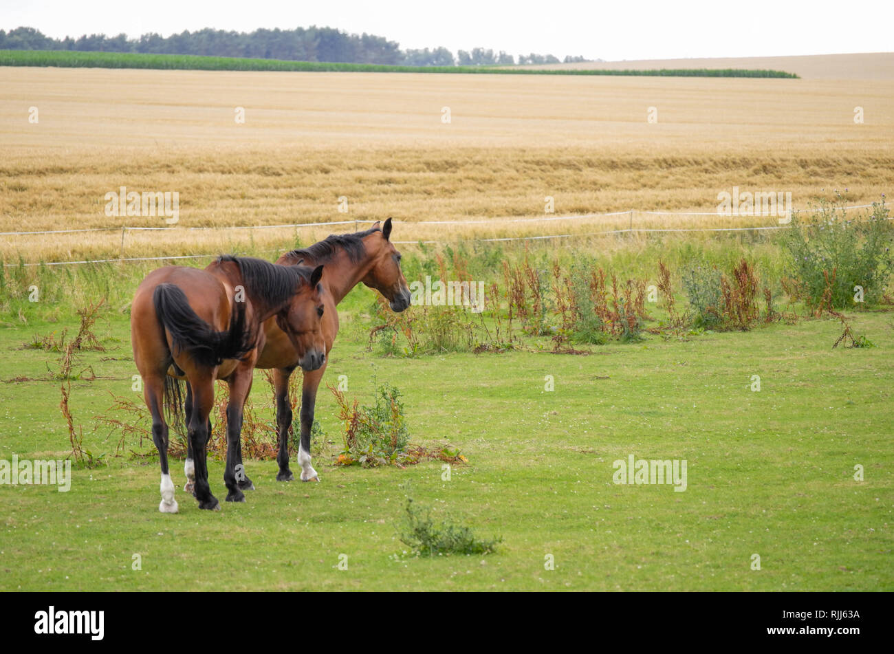 Pferde auf der Wiese in der Schwalm Stock Photo