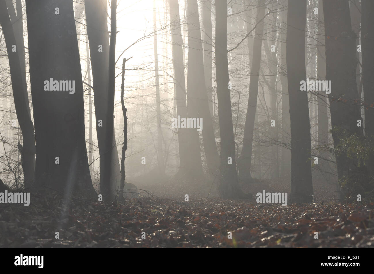 Mysterious dark autumn forest in green fog with road, trees and ...