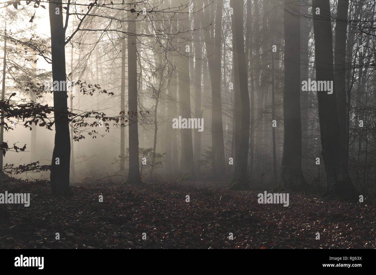 Mysterious dark autumn forest in green fog with road, trees and ...