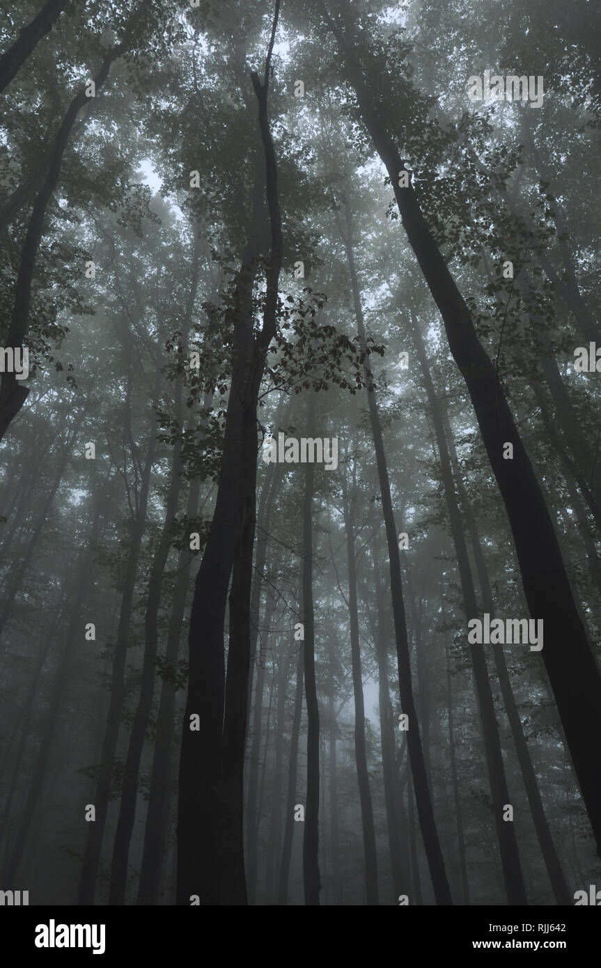 Mysterious dark autumn forest in green fog with road, trees and ...