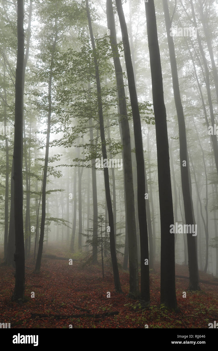 Mysterious dark autumn forest in green fog with road, trees and ...