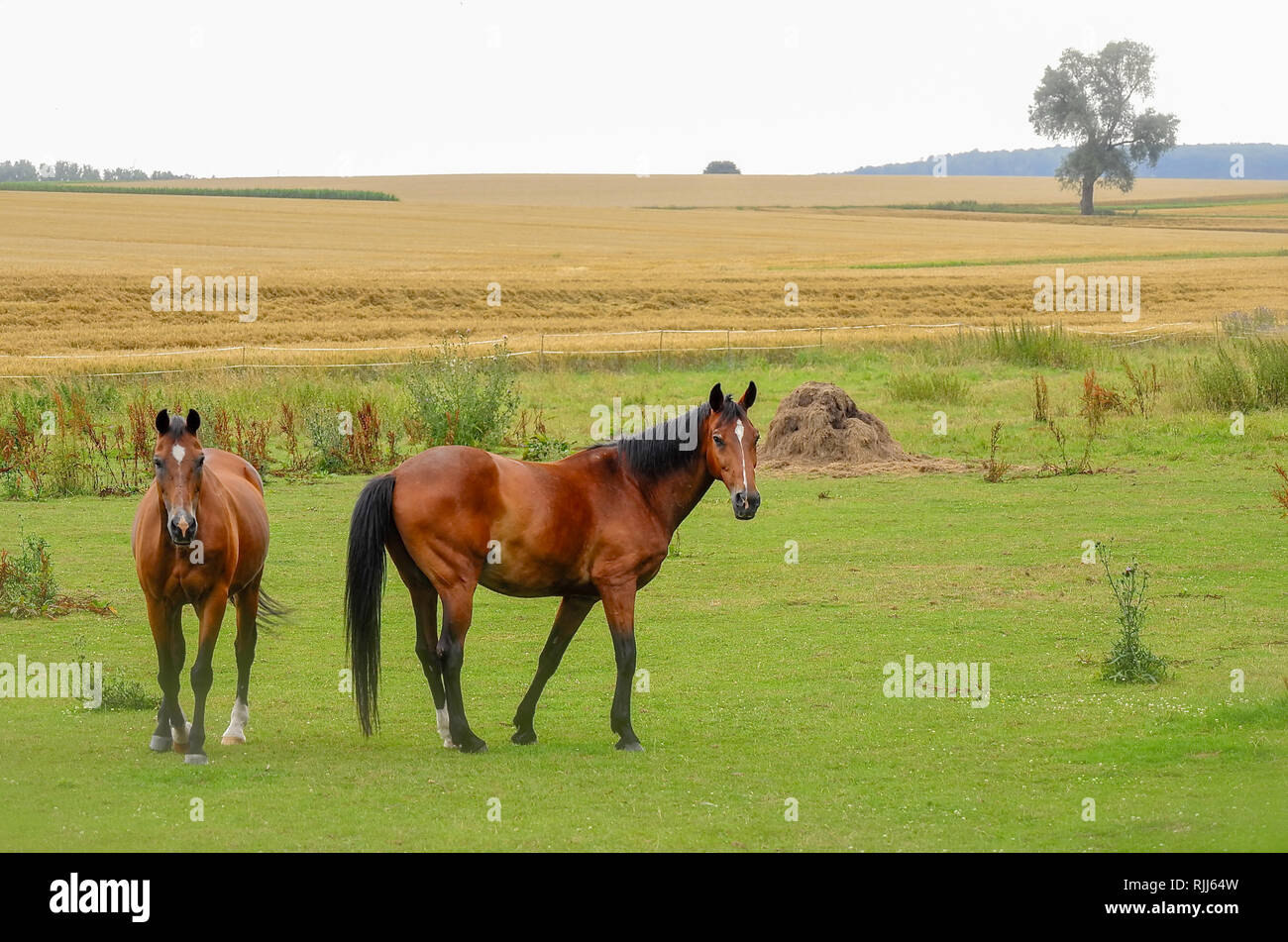 Pferde auf der Wiese in der Schwalm Stock Photo