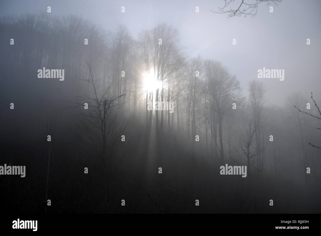 Mysterious dark autumn forest in green fog with road, trees and ...