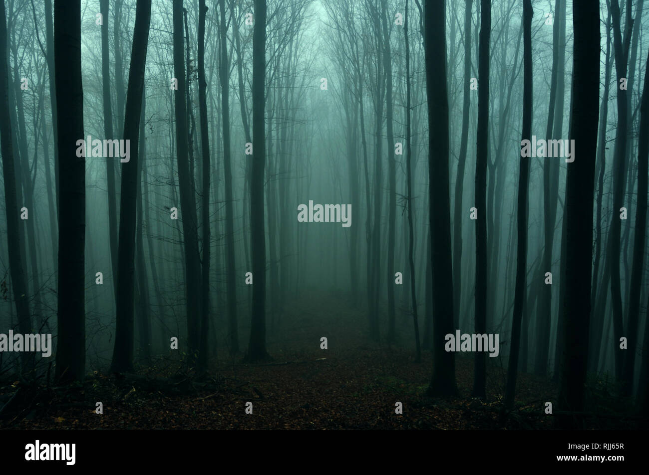 Mysterious dark autumn forest in green fog with road, trees and ...