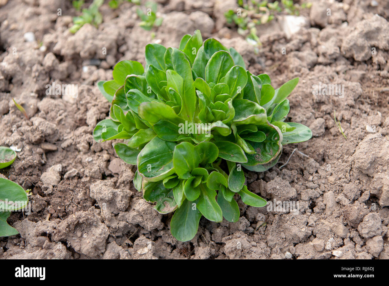 Corn Salad, Lamb's Lattuce (Valerianella locusta) in a garden bed, ready to cut. Germany Stock Photo