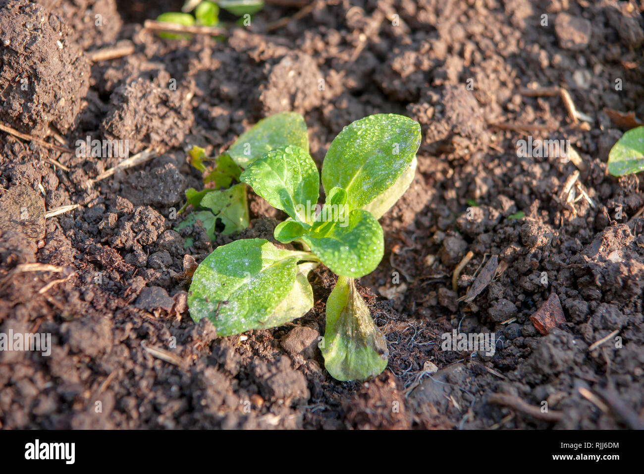 Freshly planted Corn Salad, Lamb's Lattuce (Valerianella locusta) in a garden bed. Germany Stock Photo
