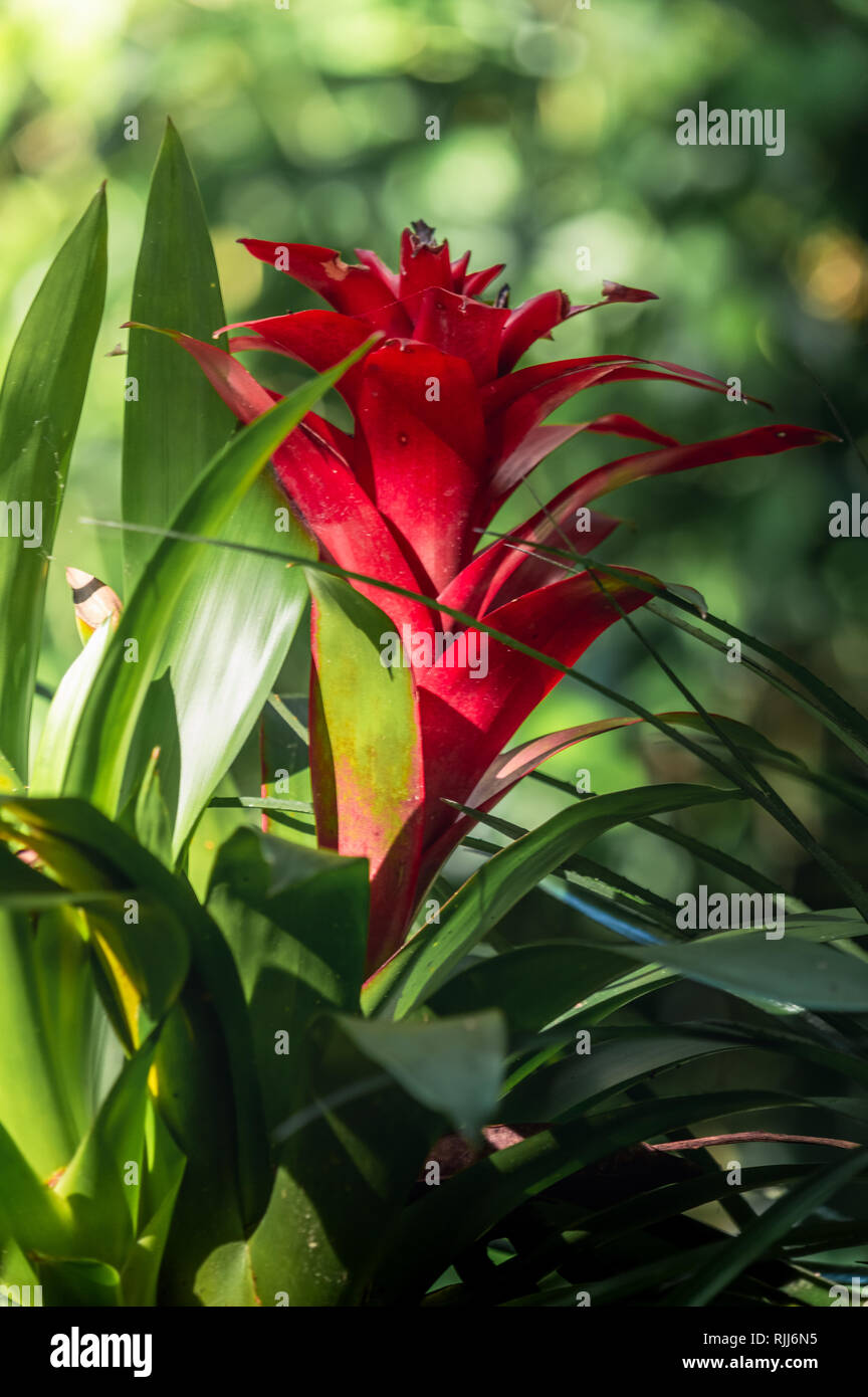 Red Bromelia hit by beautiful morning sunlight Stock Photo