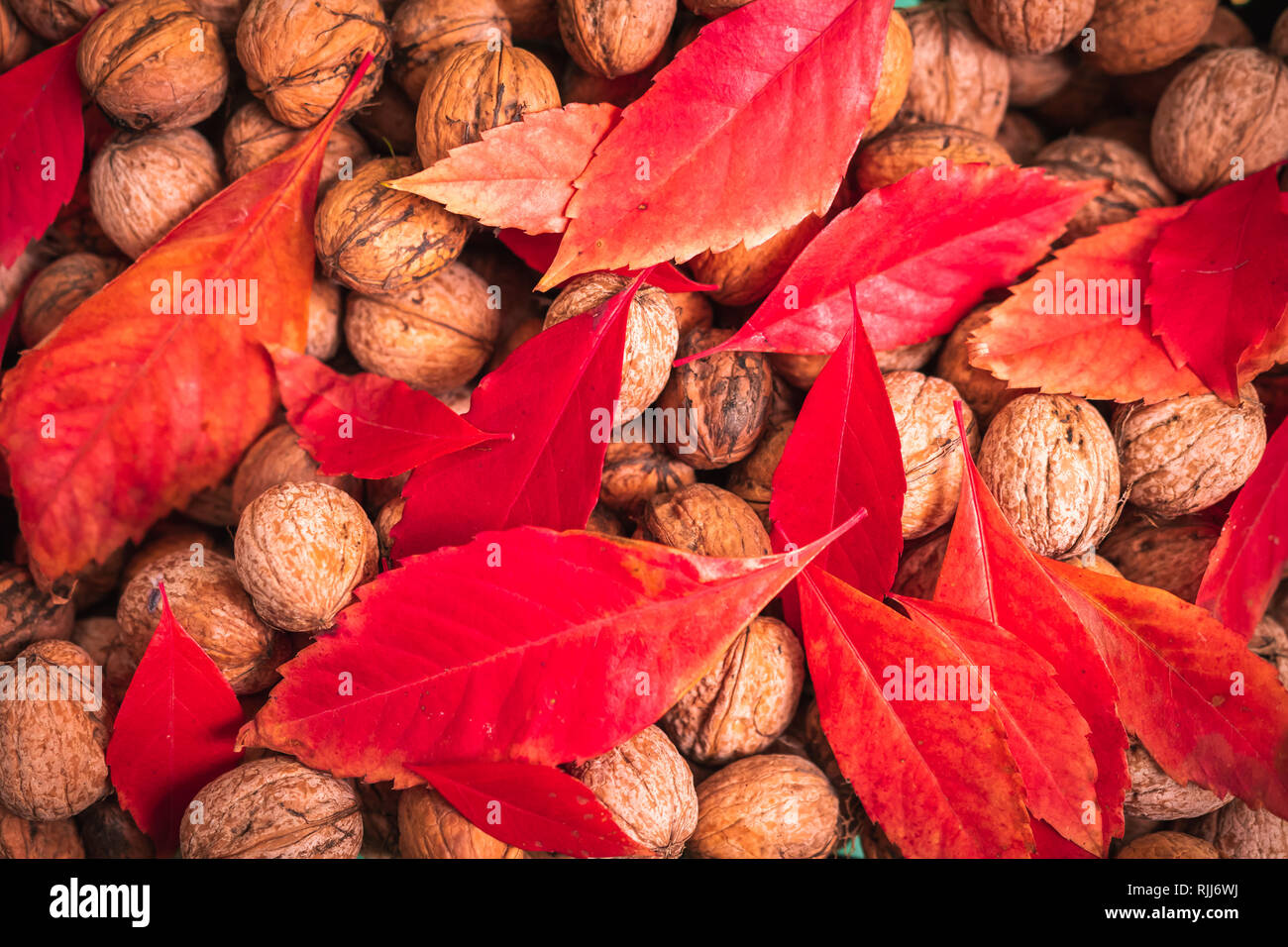 Red leafs on top of walnuts Stock Photo