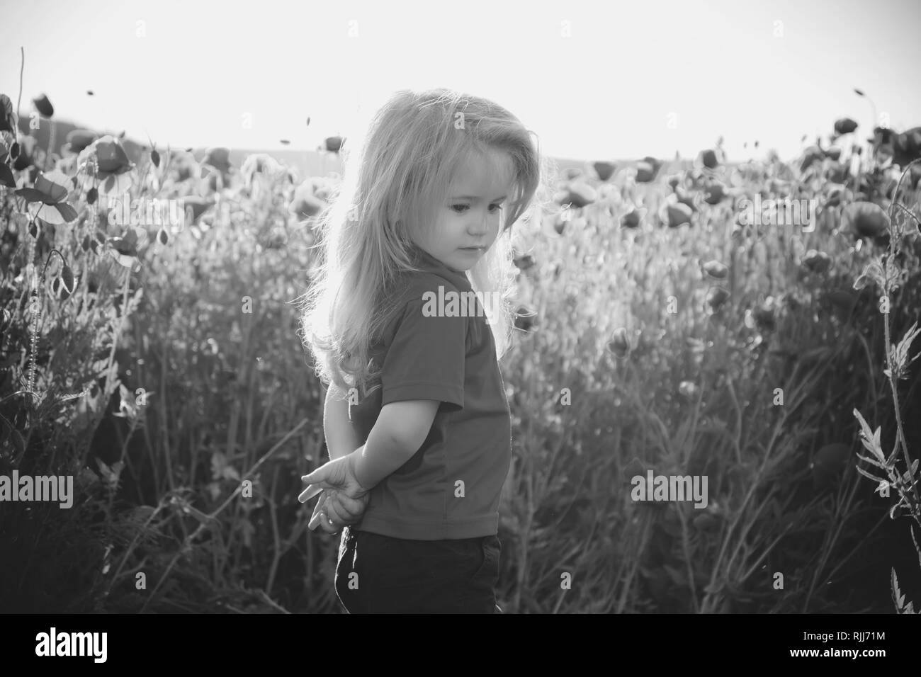 little boy or child in field of poppy seed Stock Photo - Alamy